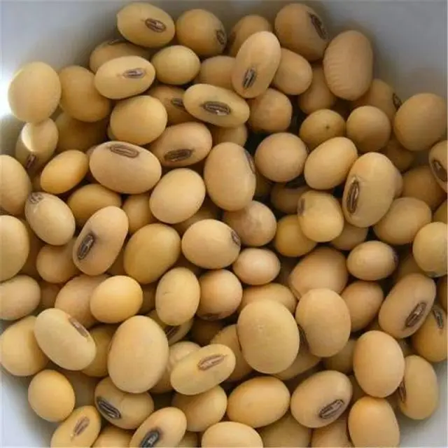 Top High Protein Soyabean Seed /Soy bean For All purposes