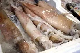 Высококачественный замороженный свежий круглый кальмар