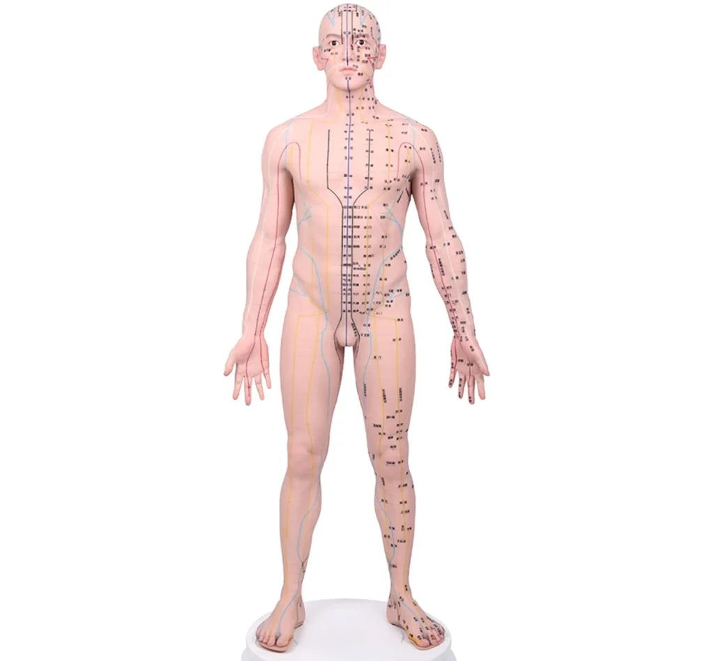 Silicone Acupuncture Model for Acupoint Learning and Display With Large Base Fixed Point Design for Chinese Medicine Teaching
