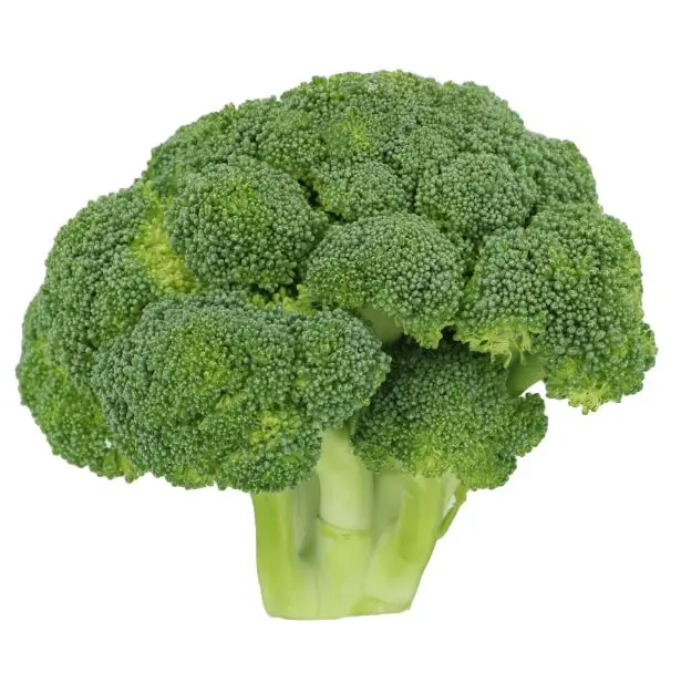 Direct Factory Wholesale Cheap Price Fresh Place Model Maturity Cultivation Broccoli Frozen Vegetable Broccoli From Bangladesh