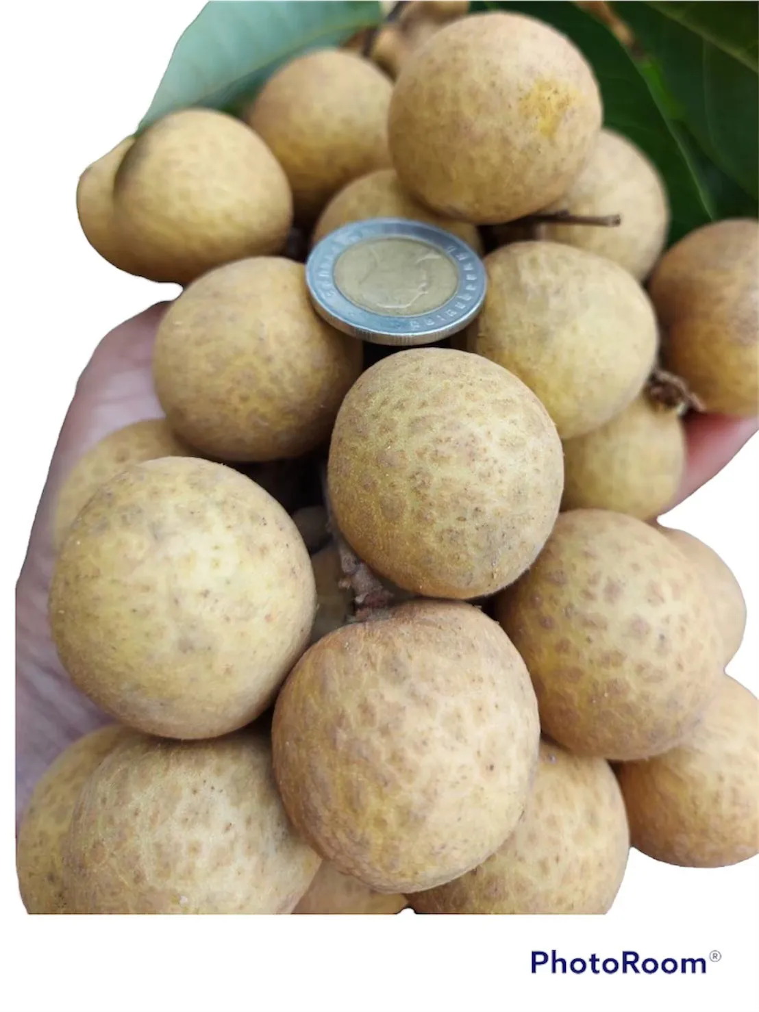Highly Recommended High Quality with Best Seller Premium Longan from Agriculture Product from Thailand