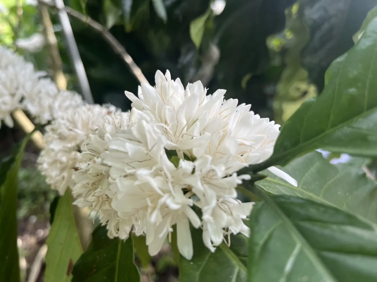 Vietnamese Robusta Fruity Smooth Balanced Harmonious COMMON Cultivation Type Agriculture Green Coffee Beans