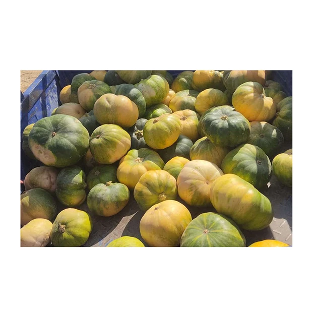 Wholesale Quantity Supplier of Top Quality Best Selling Bulk Supply Premium Grade Vegetables Fresh Pumpkin from Egypt