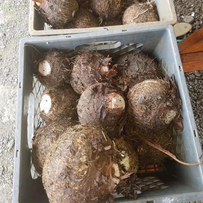 Best Quality Frozen Taro - AVAILABLE Organic Customized Shaped Frozen Taro from Viet Nam manufacturer