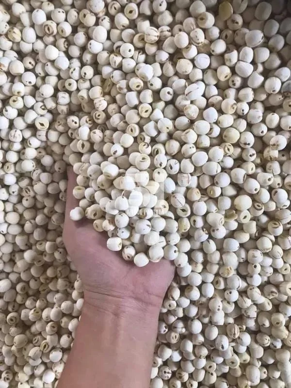100% Natural Dried Lotus Oragnic With Premium Grade From Factory In Vietnam