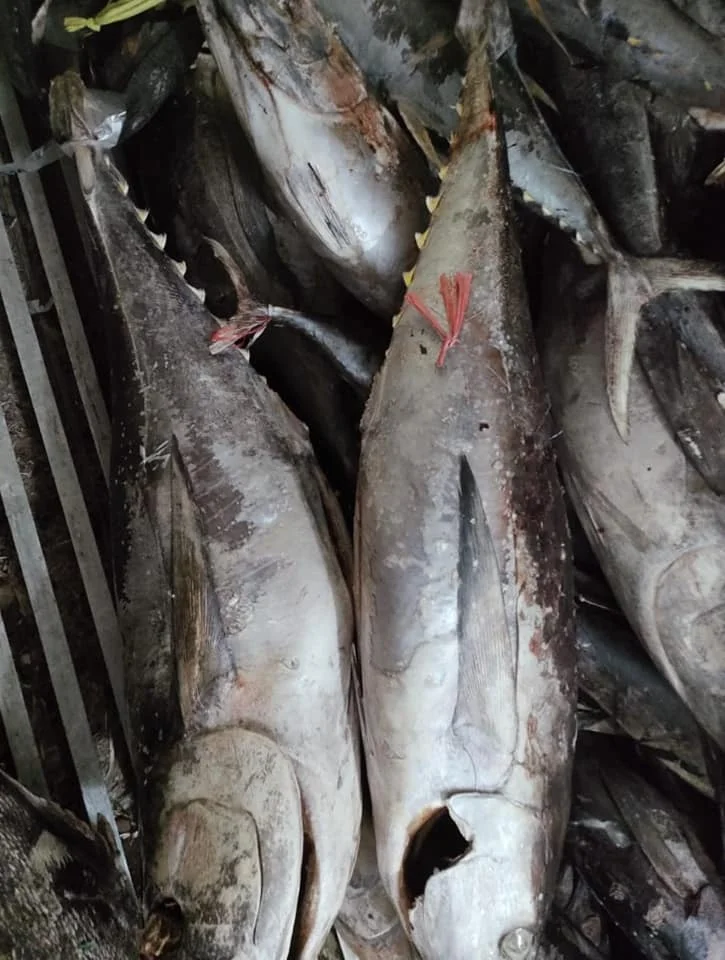 Factory Direct Hot Sale Good QualityWholesale Tuna Skipjack High Quality Sea Frozen Fish & Low Price from Indonesia
