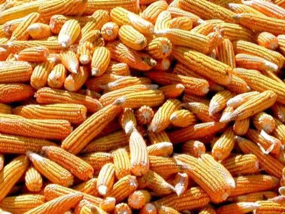 Dry Maize / dried Yellow Corn / dried Sweet Corn Best Price