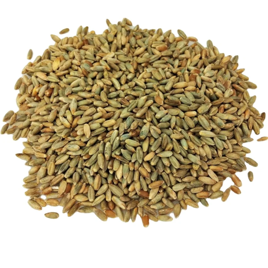 100% Pure Highest Quality Agriculture Grain Organic Rye for Bulk Purchase (11000007058035)
