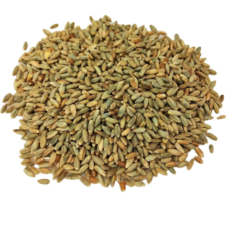100% Pure Highest Quality Agriculture Grain Organic Rye for Bulk Purchase
