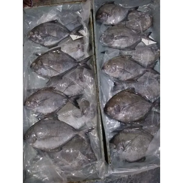 Frozen Black,Silver and Chinese Pomfret Fish Available
