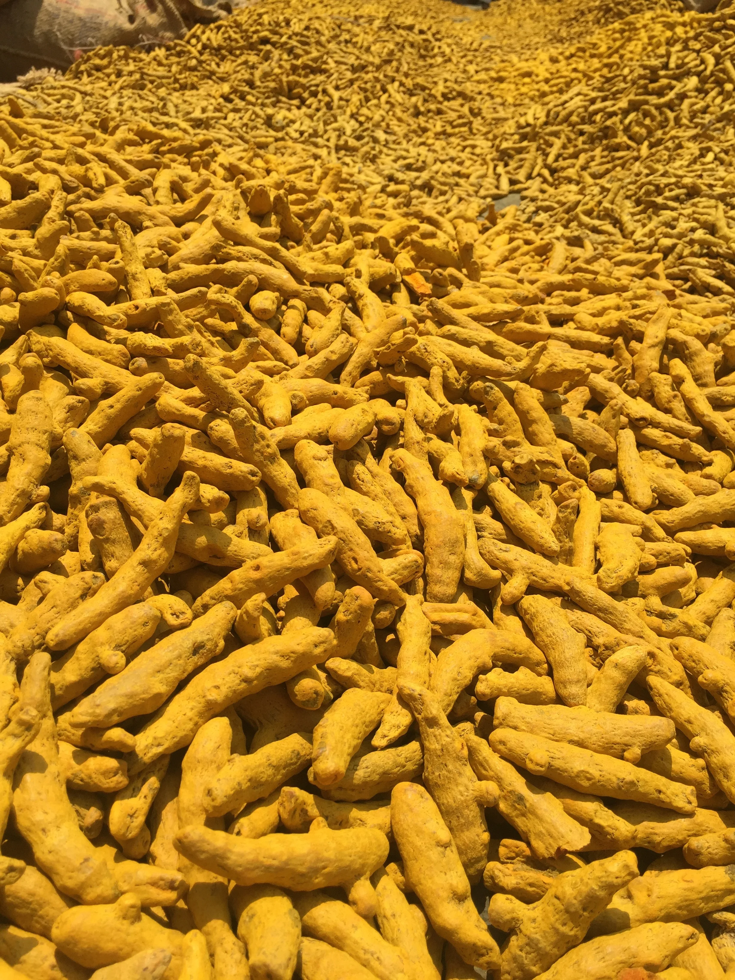 Indian High Quality Turmeric Finger From India