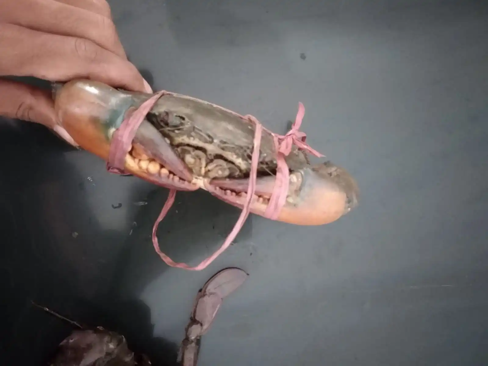 FROZEN  MUD CRAB HIGH QUALITY INDONESIAN ORIGIN