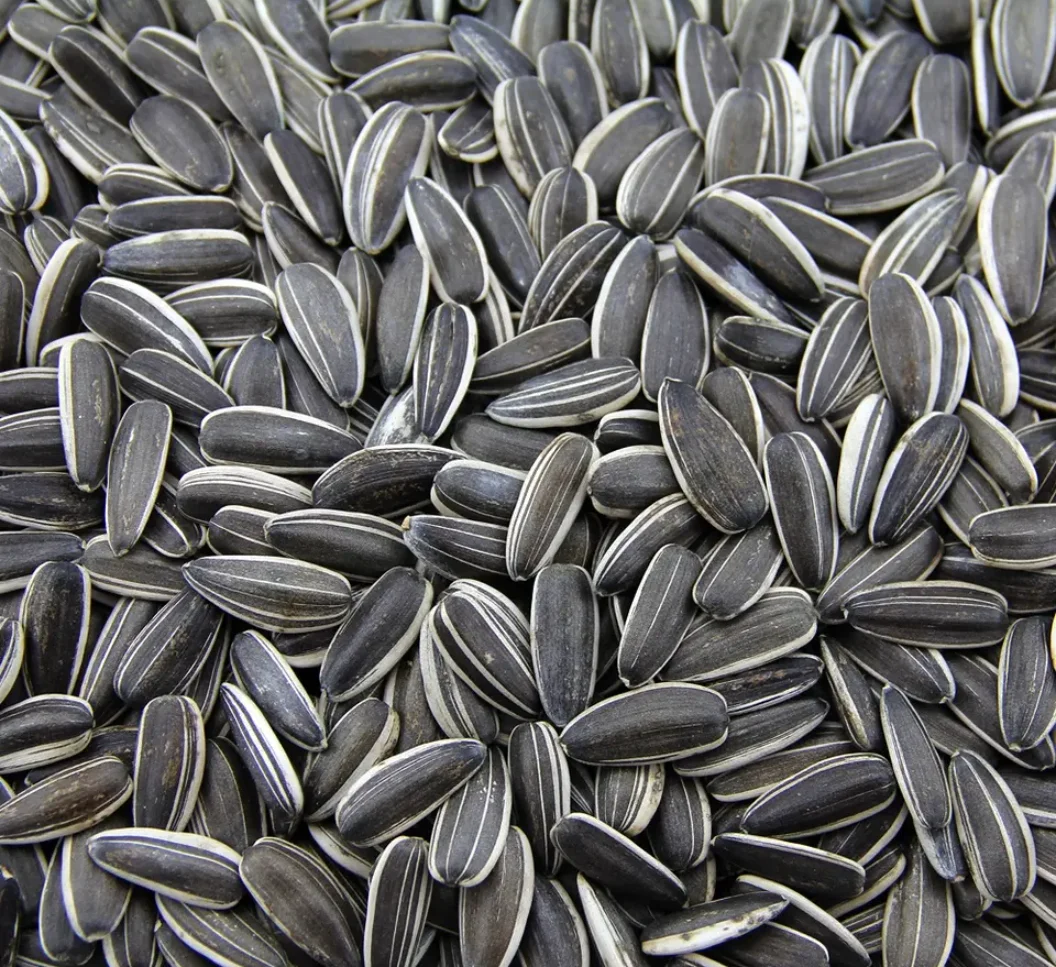 Low prices Sunflower Seeds Kernels Good Price for wholesale