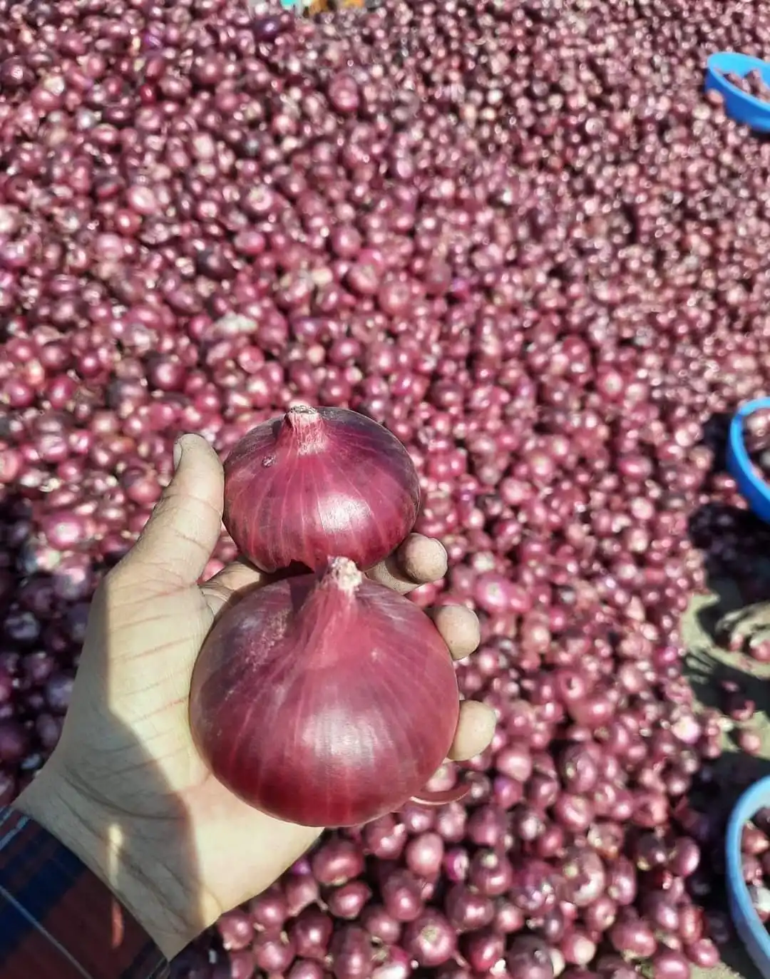 New Crop Red Yellow Onion fresh Vegetables fresh onion wholesale sale fresh onions