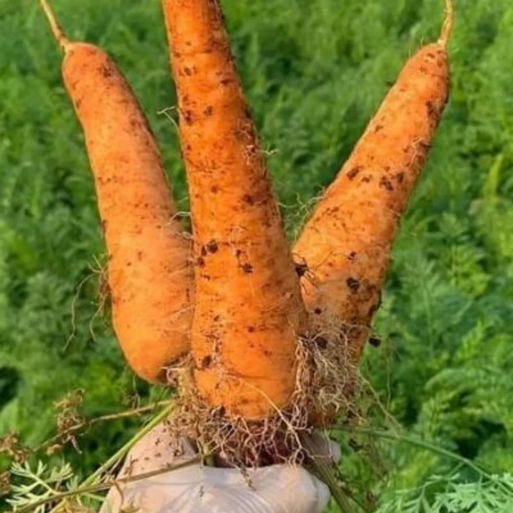 Свежая морковь, обычное выращивание, экспортное качество, апельсин, Натуральный Сладкий от вьетнамского производства