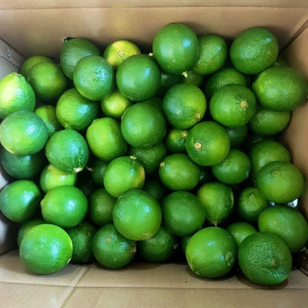 fresh seedless lime 10.jpg