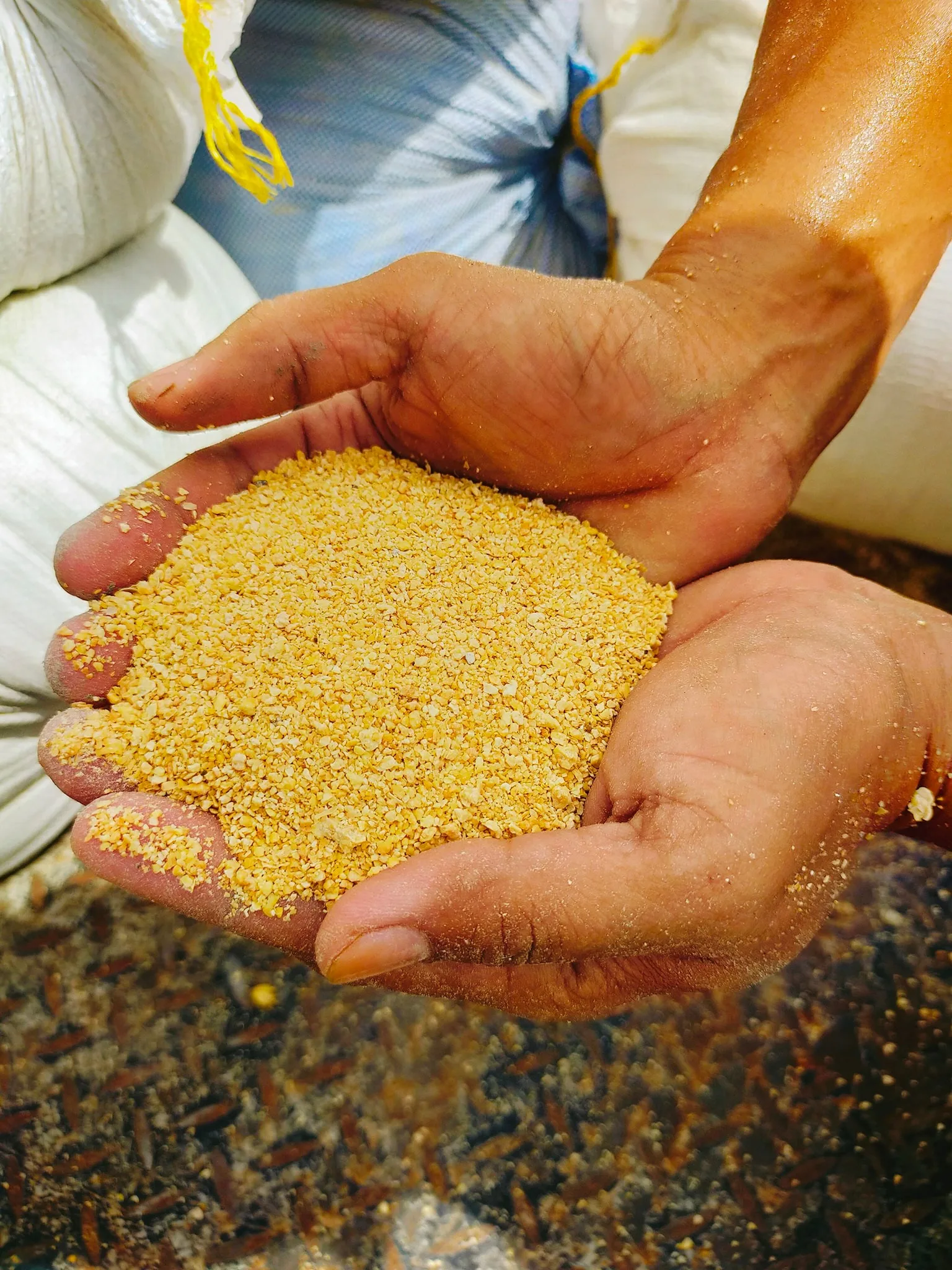 High Quality Feed Blood Meal for Animal Nutrition Feed At Low Price For sale/Blood Meal Animal Feed