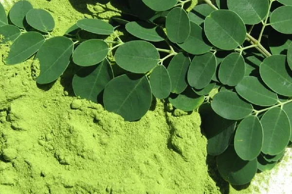 High Quality Herbals Tea 100% Natural Dried Moringa Leaves Originated from Vietnam with Low Price