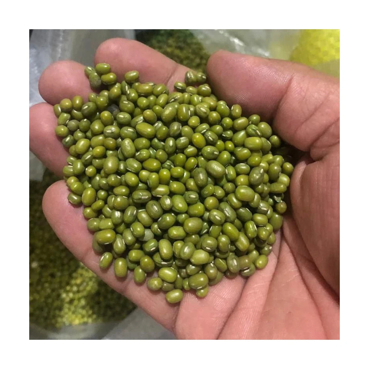 High quality food grade moong dal 25 or 50 kg beans natural Uzbekistan product green mung beans for food
