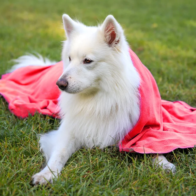 MicroLux Microfiber Dog Towel Absorbent and Light Weight Best Seller Dog Bath Towel for Wholesale Suppliers 80x120cm