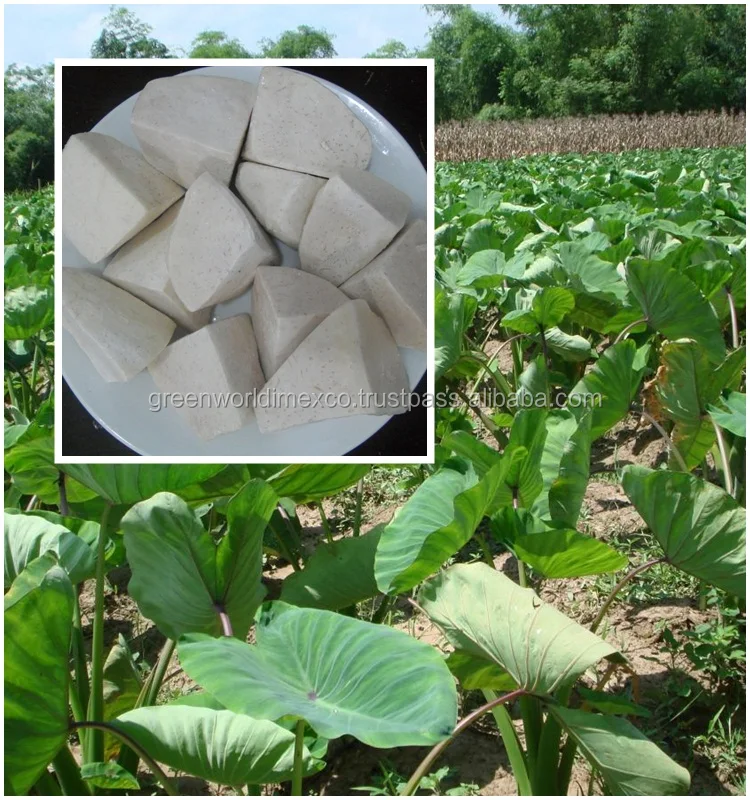 FROZEN TARO CHEAPEST PRICE FROM VIETNAM - 100% NATURAL FROZEN TARO DELICIOUS- HIGH QUALITY FROZEN TARO FOR YOUR BUSINESS