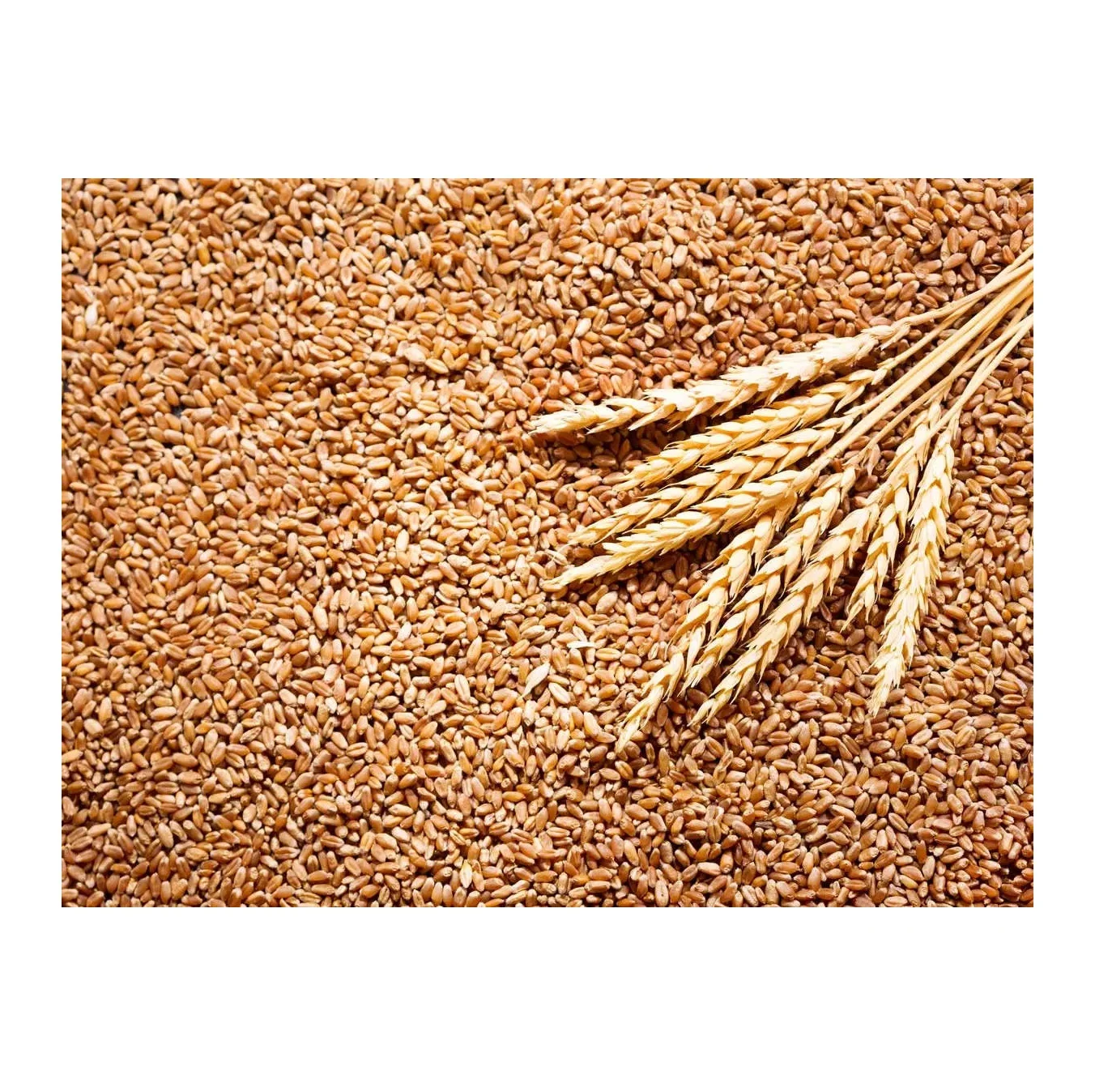 Hot Selling Price Of Organic Whole Wheat Grains In Bulk Quantity
