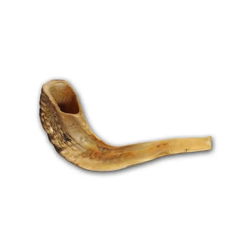 Ram Shofar Horn For Jewish Religious Purposes Best Quality Ram Shofar Horns Manufacturer By India Exporters