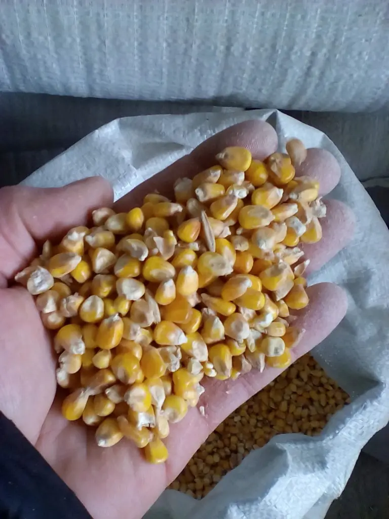 Best Grade Animal Feed Yellow Corn at cheap prices in bulk with fast world wide shipping
