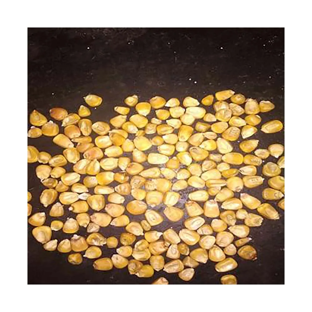 Yellow Corn & White Corn