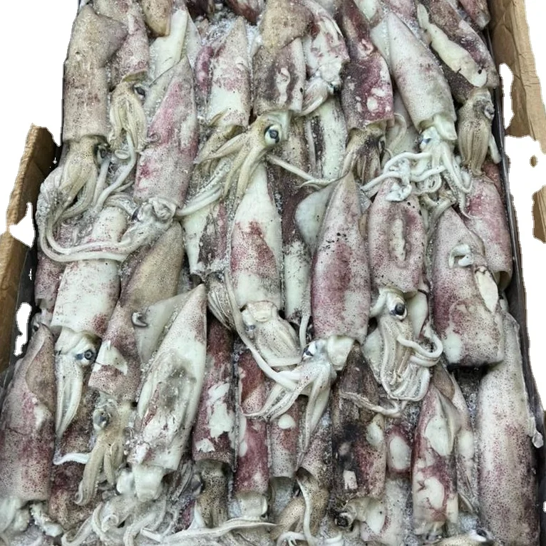 FRESH FROZEN LOLIGO SQUID WHOLE ROUND GOOD QUALITY YEMEN ORIGIN
