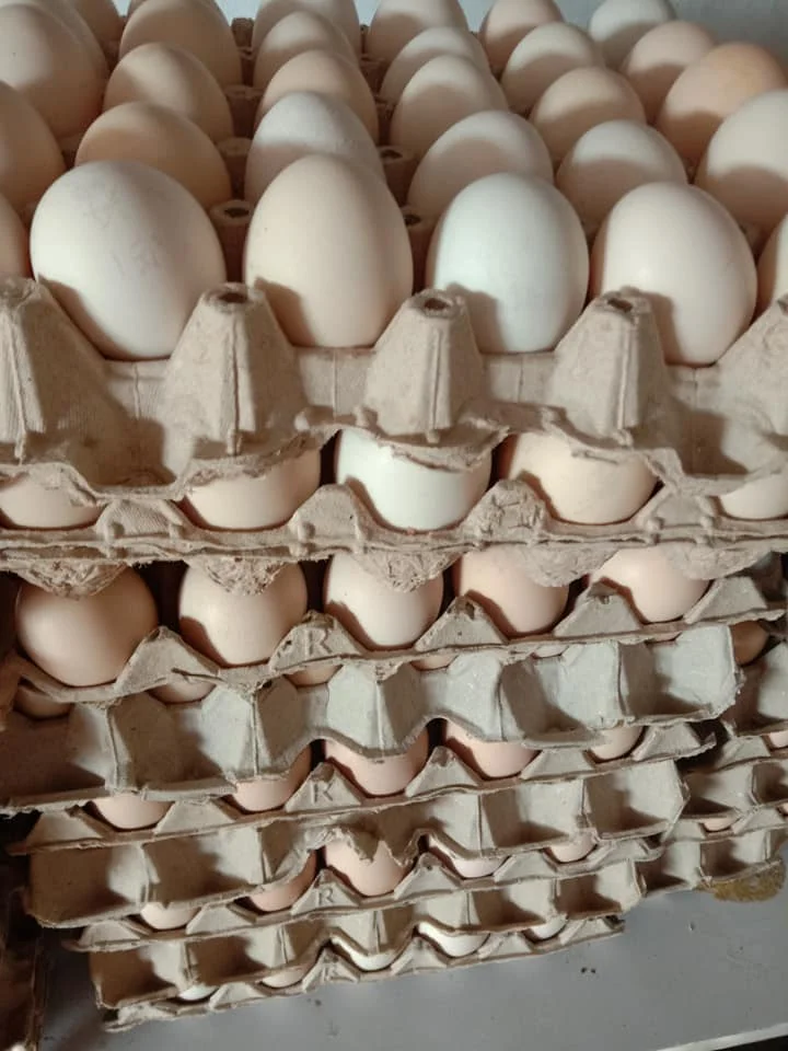 Brown and White Fresh Organic Table Chicken Eggs Small Medium Large at Factory Price
