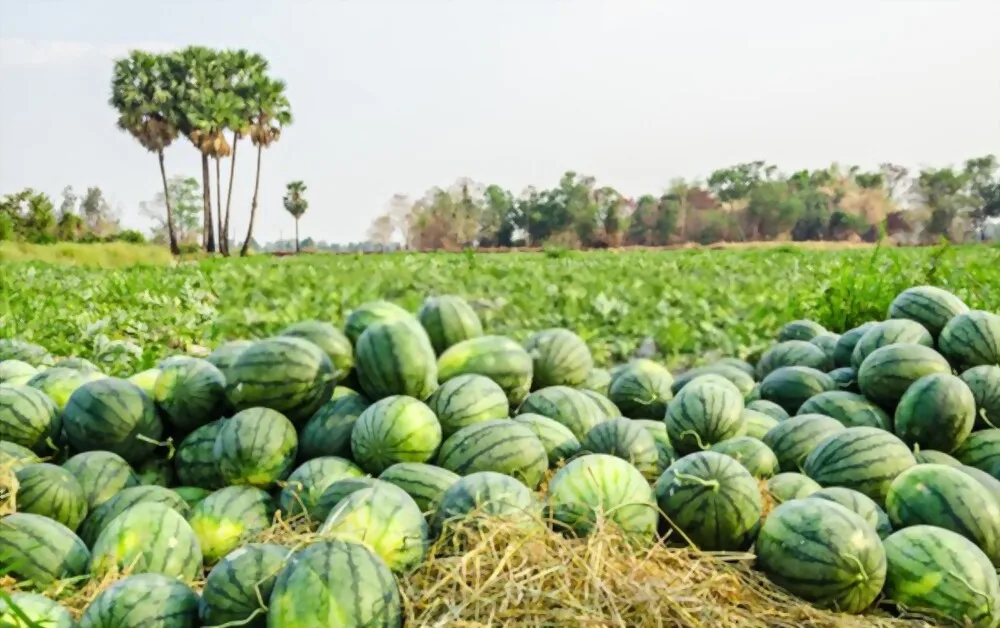 100% Natural Delicious Taste Best Quality Wholesale Vietnam Fresh Fruit Watermelon at Reliable Market Price