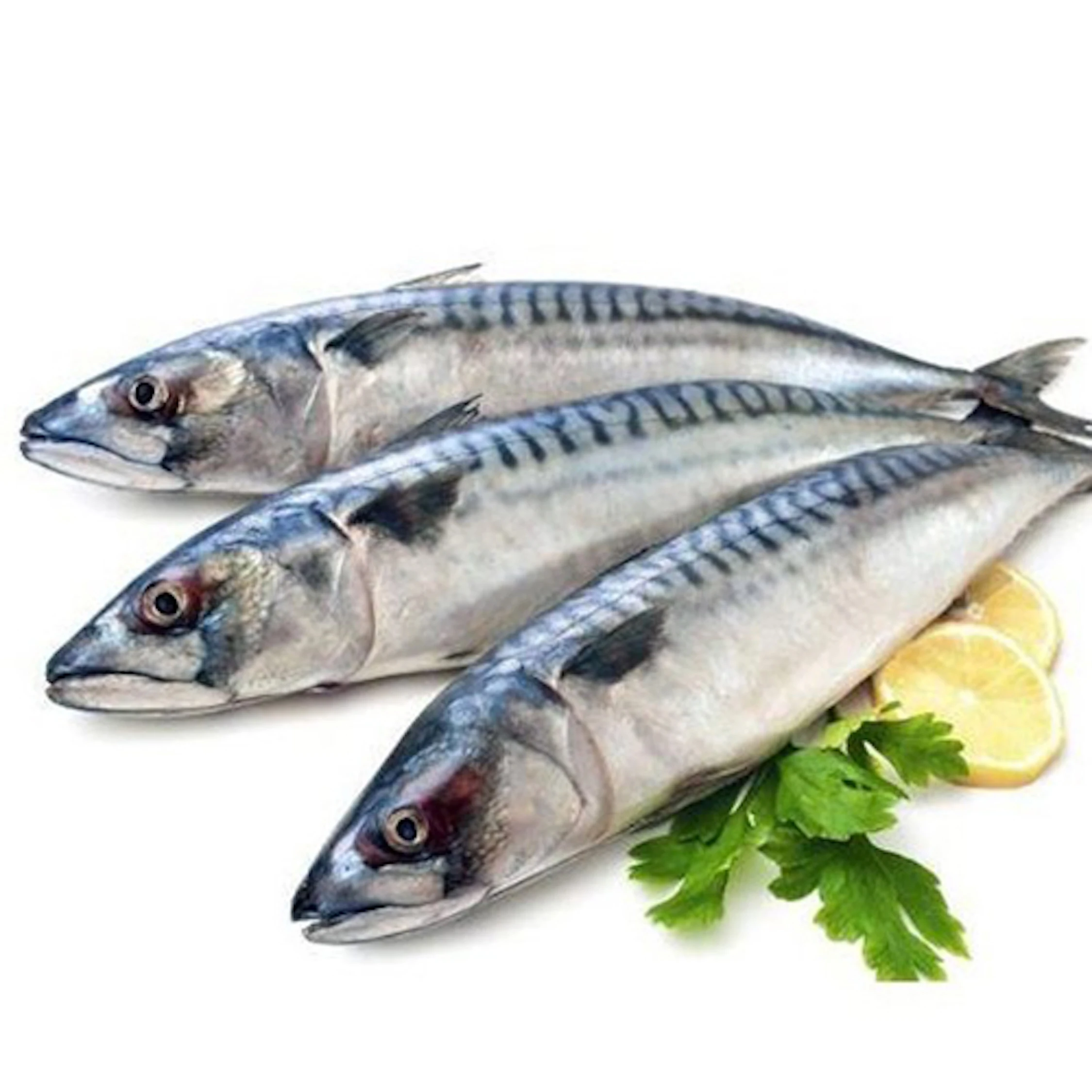 Cheap Frozen Pacific Mackerel Tuna Fish for Exporters