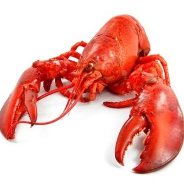 Promotion price Live Canadian Lobsters for Export, Frozen Lobsters Tails for sale, Live Lobsters Heads Wholesale price
