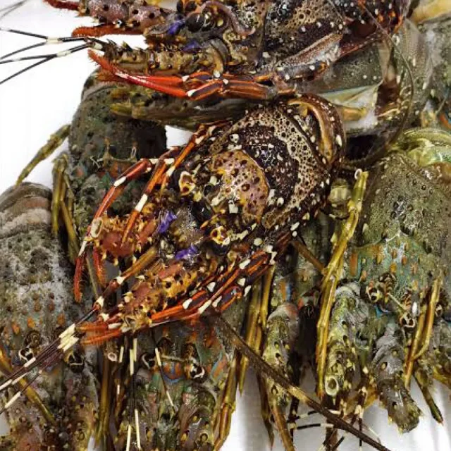 Fresh Frozen Lobsters, Raw Lobsters, Live Lobsters with Highest Export Quality
