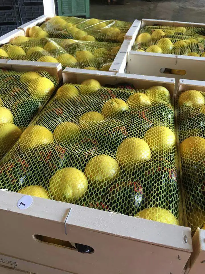 Natural Valencia Orange Very Sweet Juice Citrus Fruits Supply Manadarin, Lemon concertrates