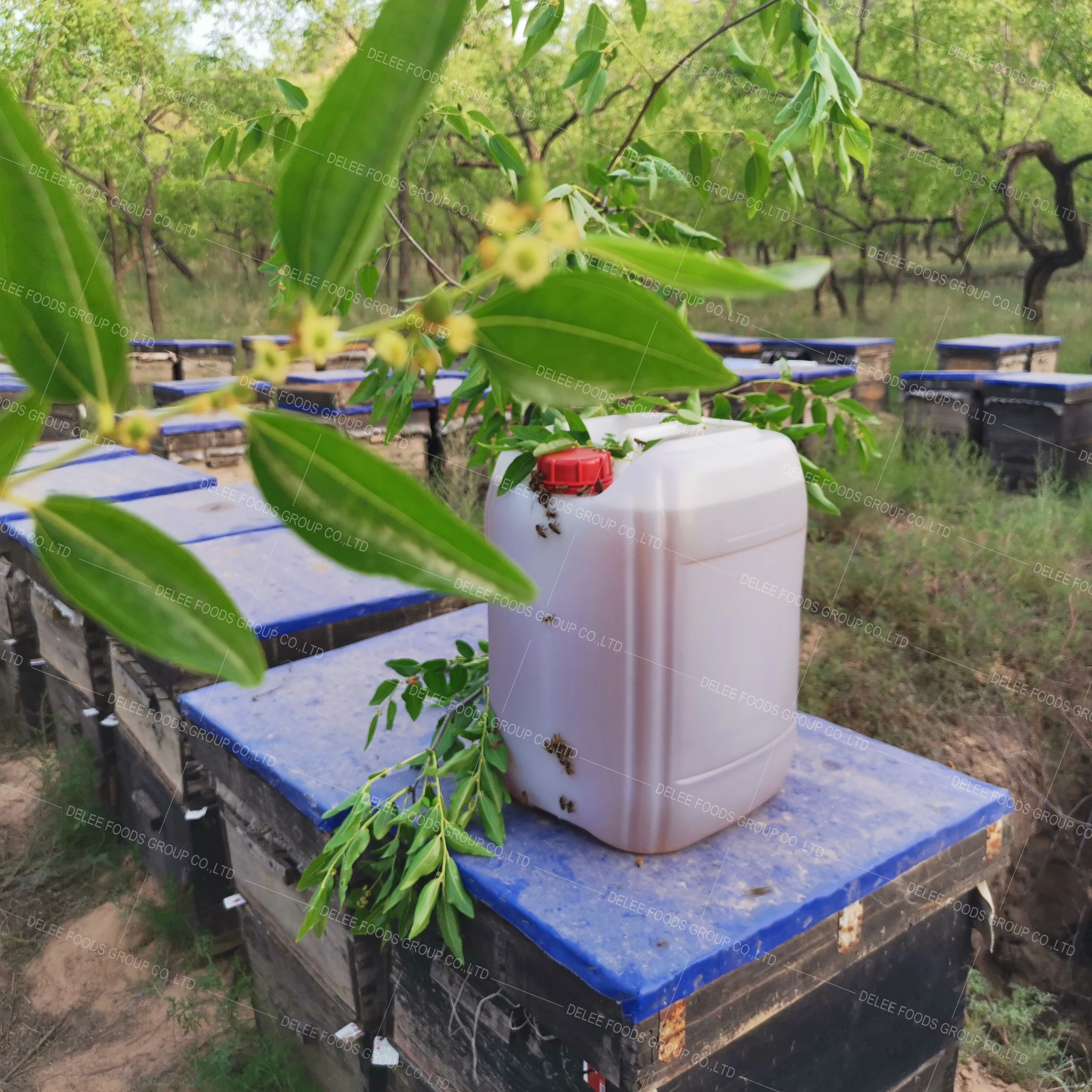 Hot Sell 28KG Bucket Natural Sidr Honey Pure to Yemen Free Bottle Packaging Light Amber / Dark Amber Raw Honey Honey from Spain