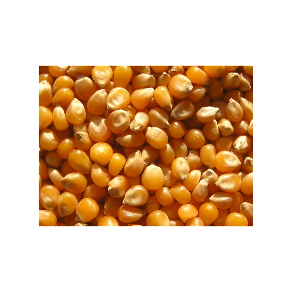 Yellow Corn/ White Corn/ Maize for Sale