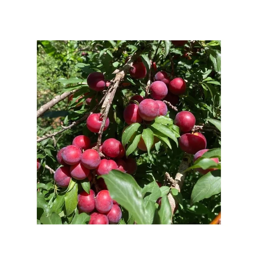 High Quality Fresh Juicy Red Plums Tasty Delicious Sweet Premium Grade 100% Natural from Thailand Farm