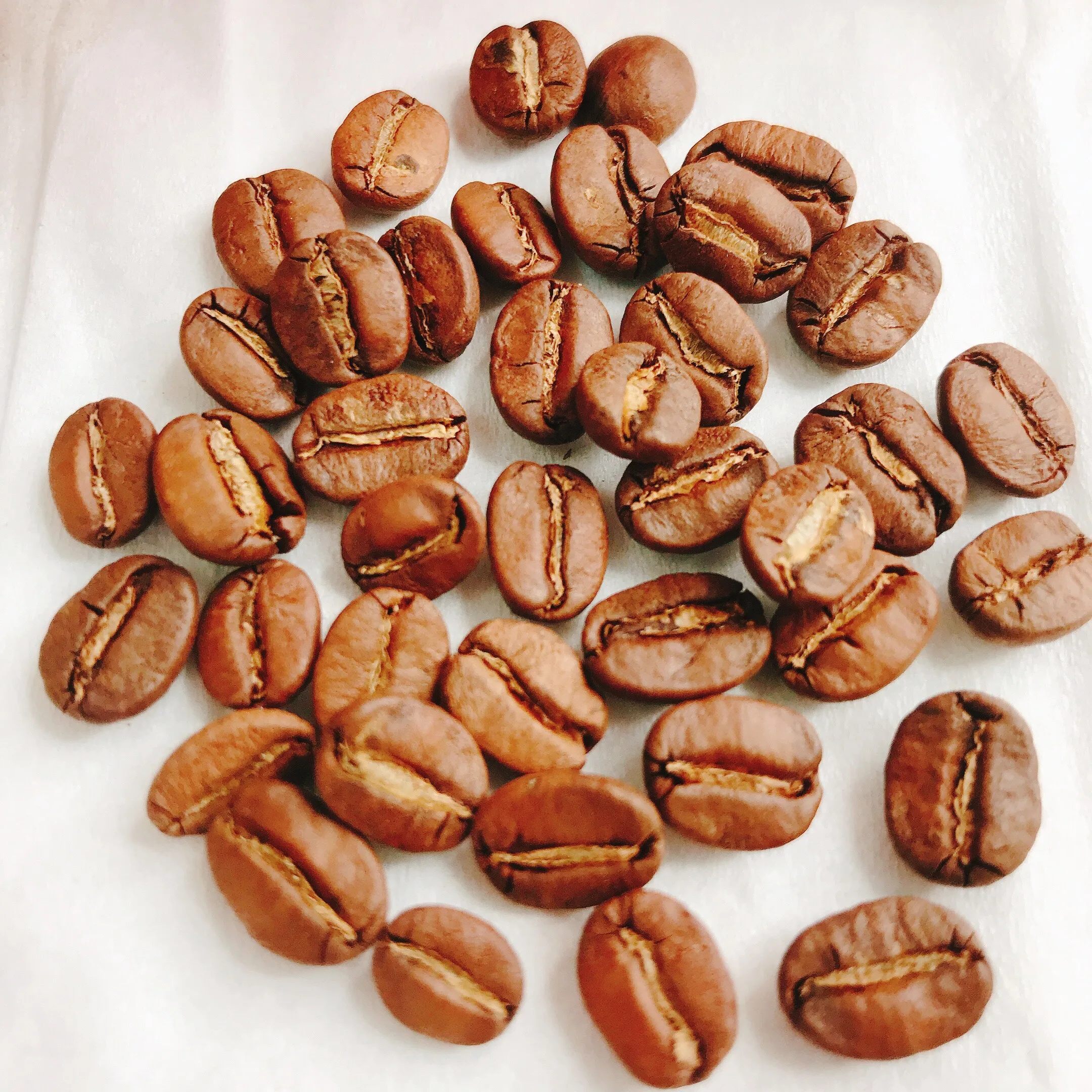 High Quality Robusta Coffee Beans Fully Wash Honey Process Natural from Vietnam Low MOQ 2kg Ready to Ship Competitive Price