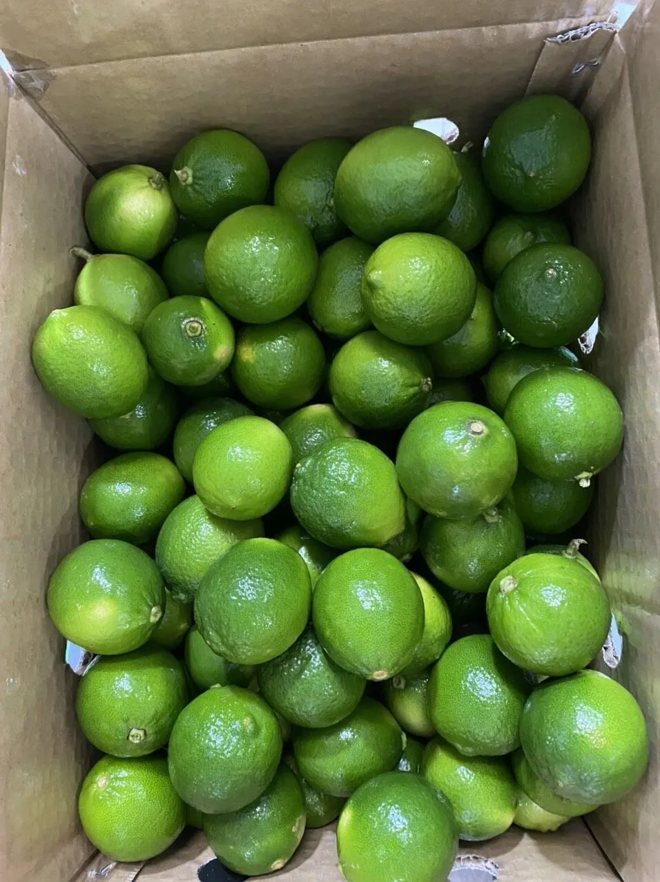 Vietnam fresh seedless lime