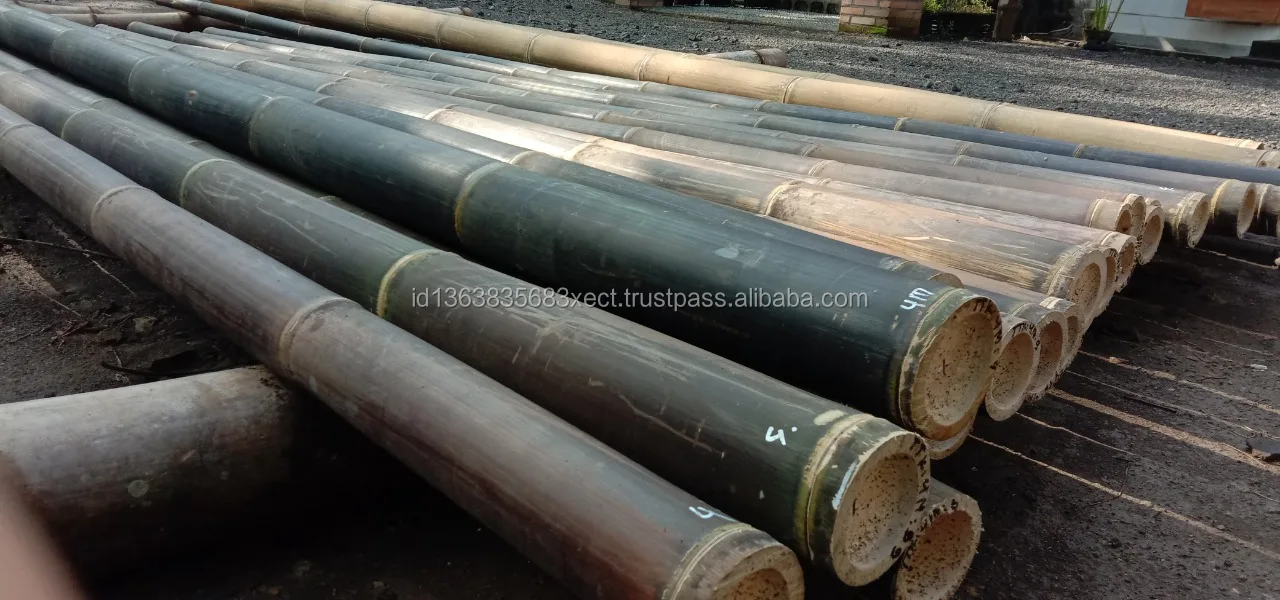 600 Cm High Quality Indonesia Bamboo Tropical Black Bamboo Treated For Construction