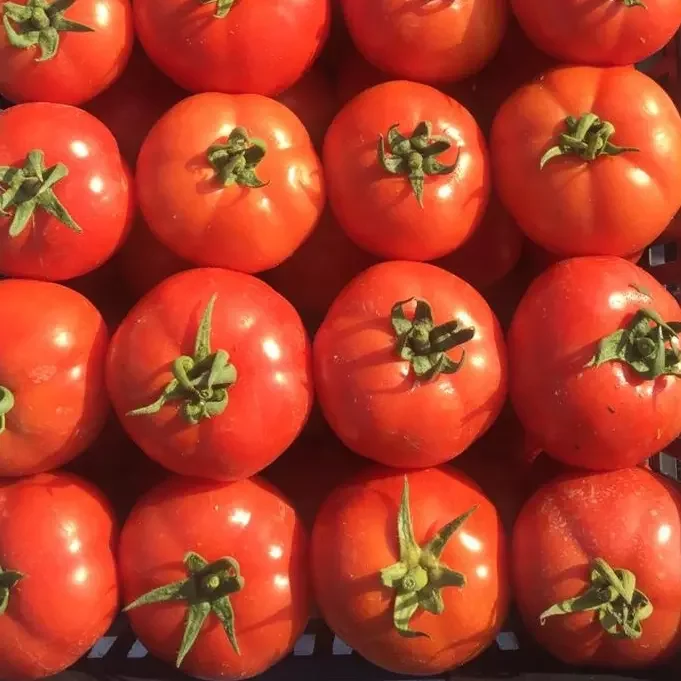 European Fresh Tomatoes, Natural Red Fresh Tomatoes, Ripe Tomatoes, Best Quality for Wholesale