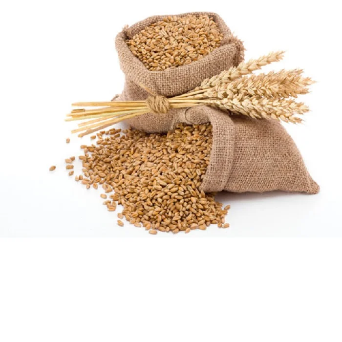 High Quality Wheat Grain for Supply Wholesale Price