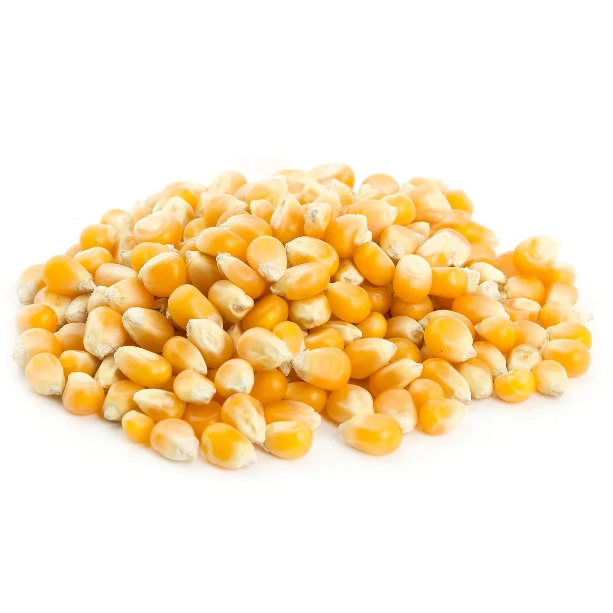 Best Supplier of High Purity Natural Dried Popcorn Kernels Wholesale Price for Global Export Bulk Popcorn Kernels Available