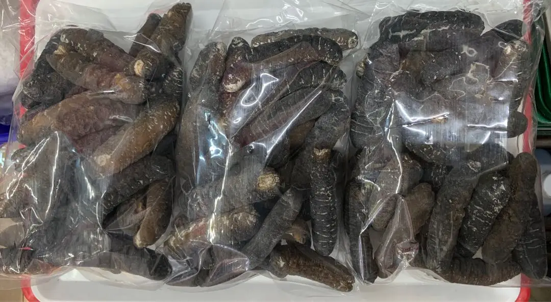Original Straight Shape Nutritious dried sea cucumber Cheap wild fresh VietNam New