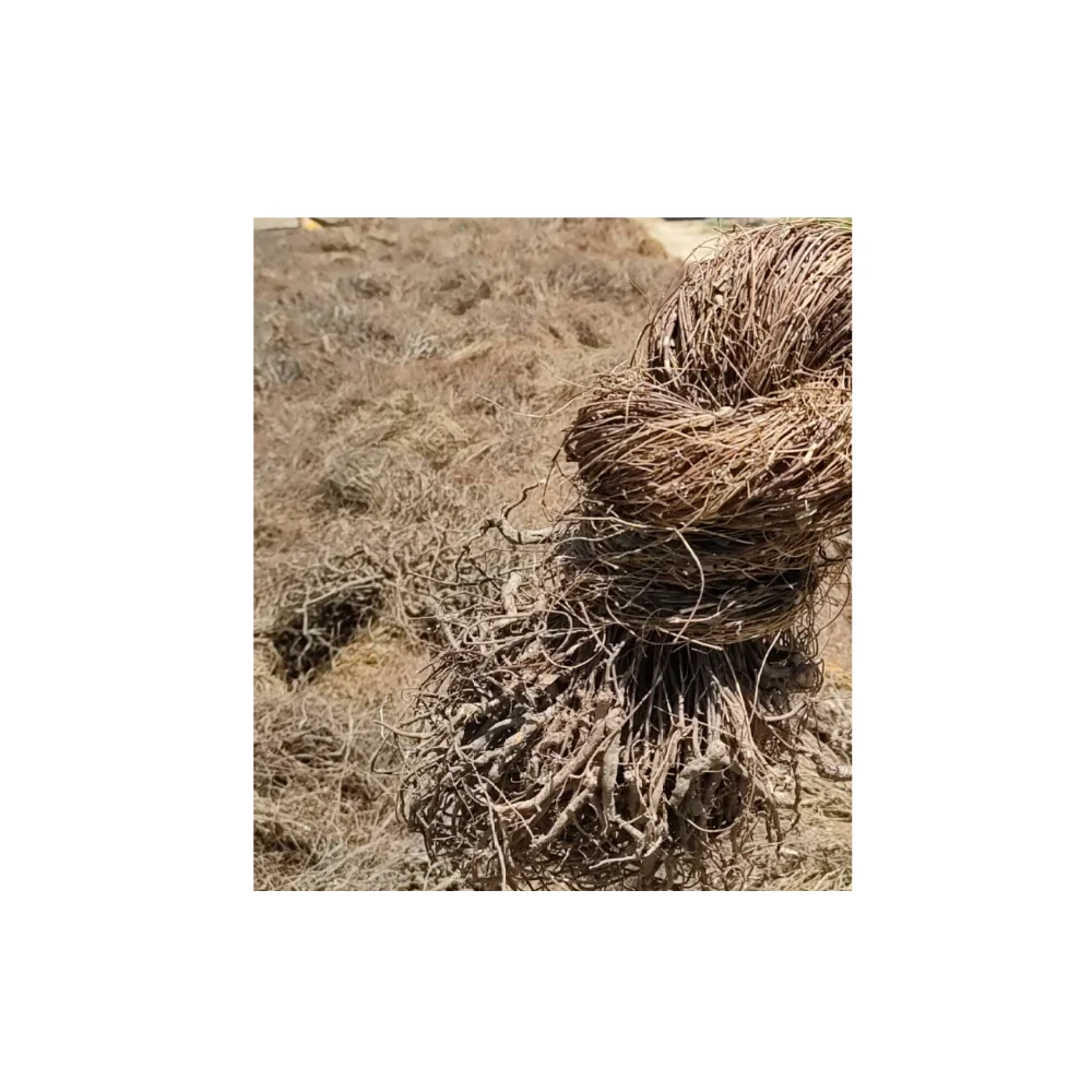 Finest Grade Of Abrus Rosary Pea RL Supply Brand Quality Product From Thailand Manufacture Export Large Market