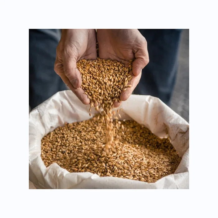 Hot Sales Organic Dried Malting Barley Seeds Whole Hulled Barley Grains Pearl Barley for Animal Feed