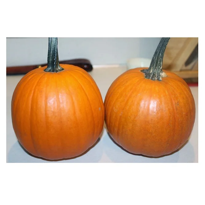 Fresh Pumpkins For Sale At Wholesale Price