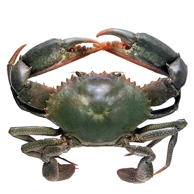 LIVE MUD CRAB FROZEN SEAFOOD